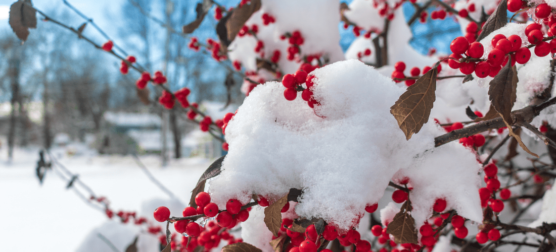 Dill's Greenhouse Only Nature Does it Better